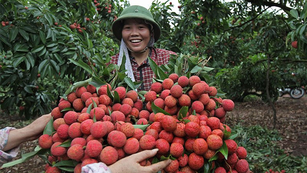 Lychee- the royal tropical fruit that you should try when visitting VIET NAM