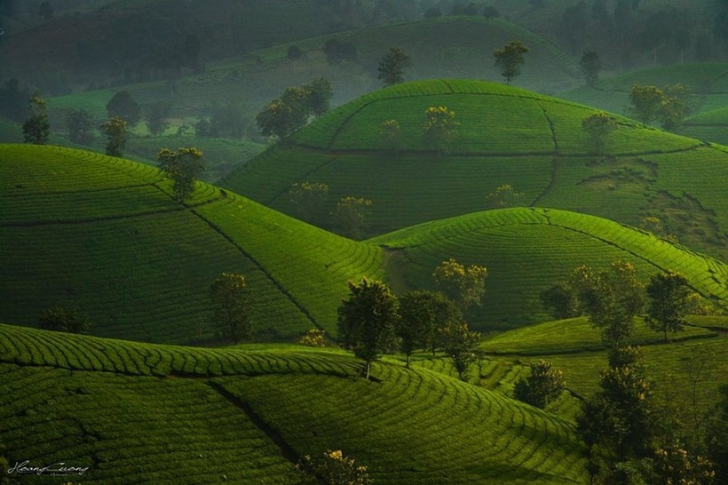 Long Coc - the most beautiful green tea hill in Vietnam