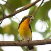 Rare Birds Flock To Green Spaces In Ho Chi Minh City