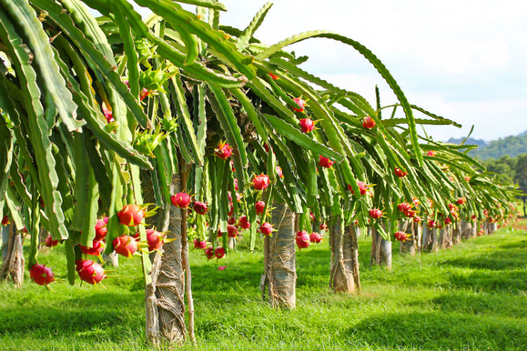 10 typical types of fruit at the Mekong Delta