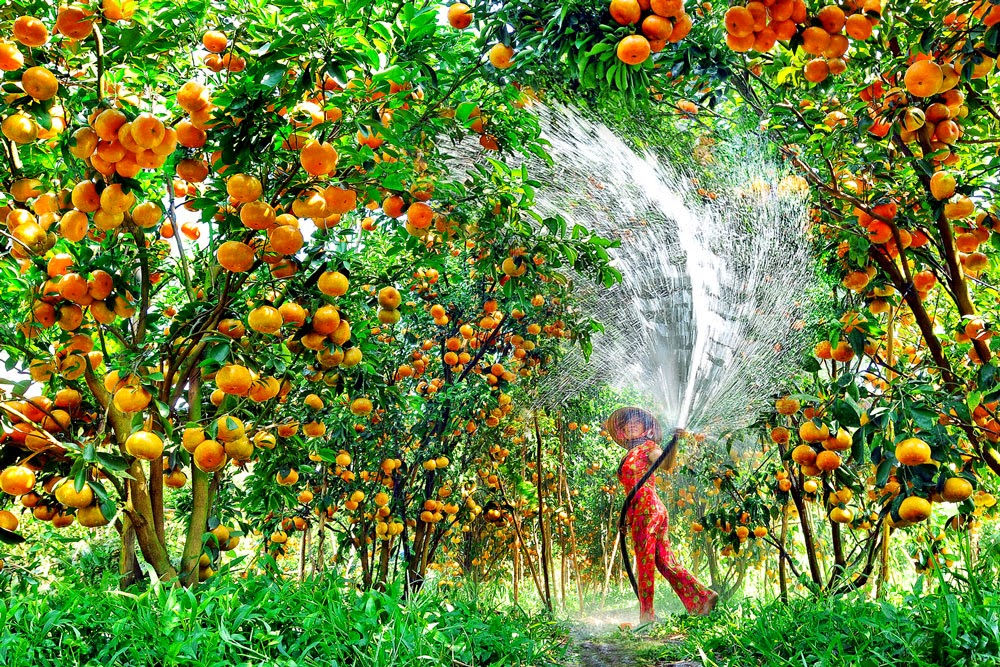 Why you need to visit Mekong Delta tasting fresh fruit