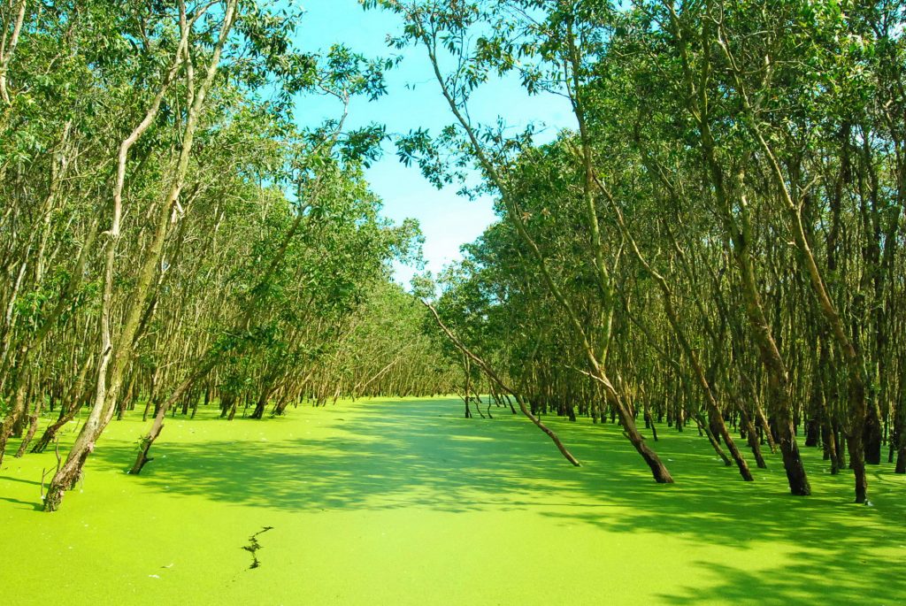 Why you need to visit Mekong Delta Tra Su Cajuput forest