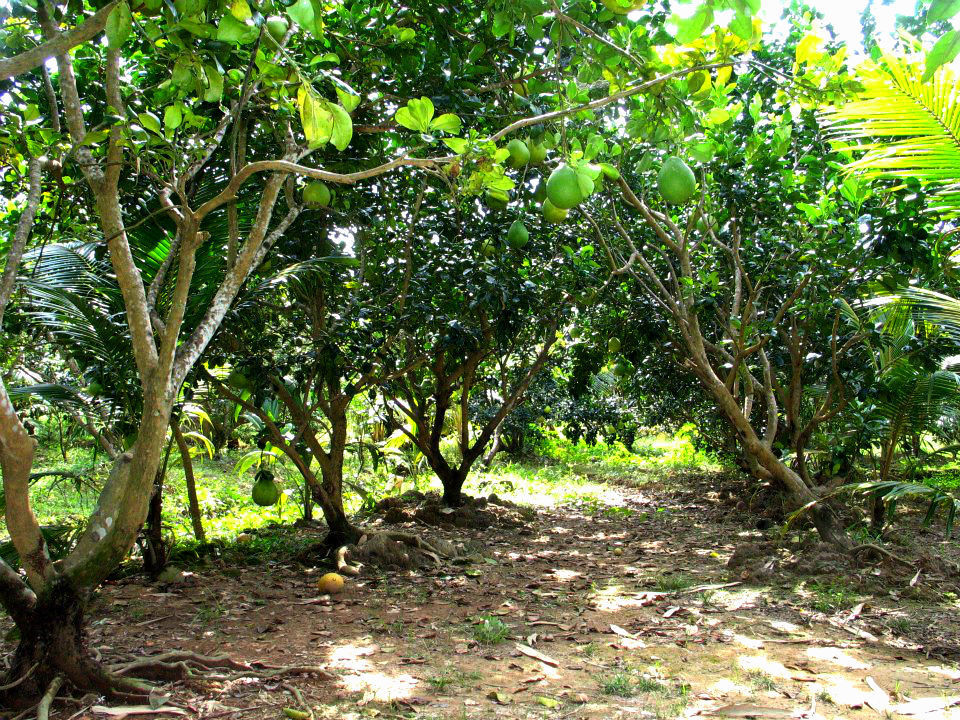  Mekong Delta Homestay Fruit gardern of Mr. Tài's homestay in Vĩnh Long province