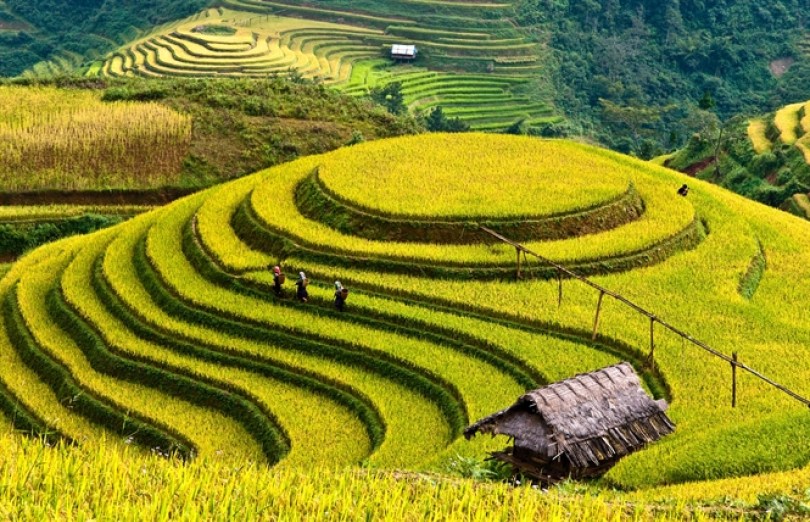 mu-cang-chai-terrace-rice-fields