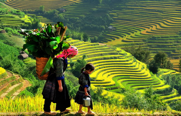 Top 4 places where you can see beautiful rice fields in Viet Nam