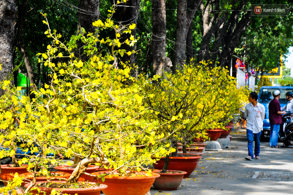 TET - Lunar New Year 2019 in Vietnam apricot blossom flower