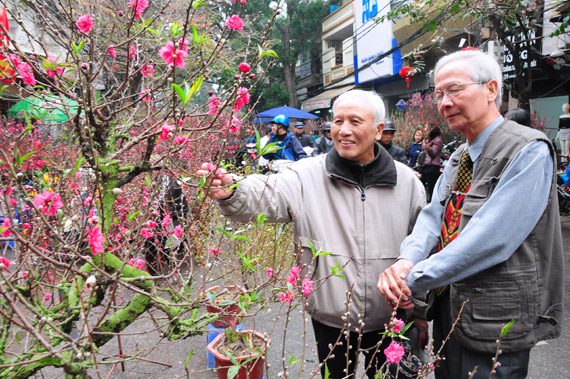 TET - Lunar New Year 2019 in Vietnam blossom flower