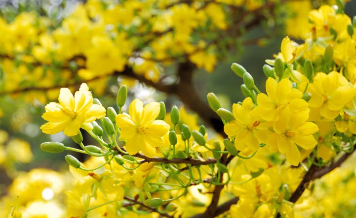 Vietnamese New Year Flower