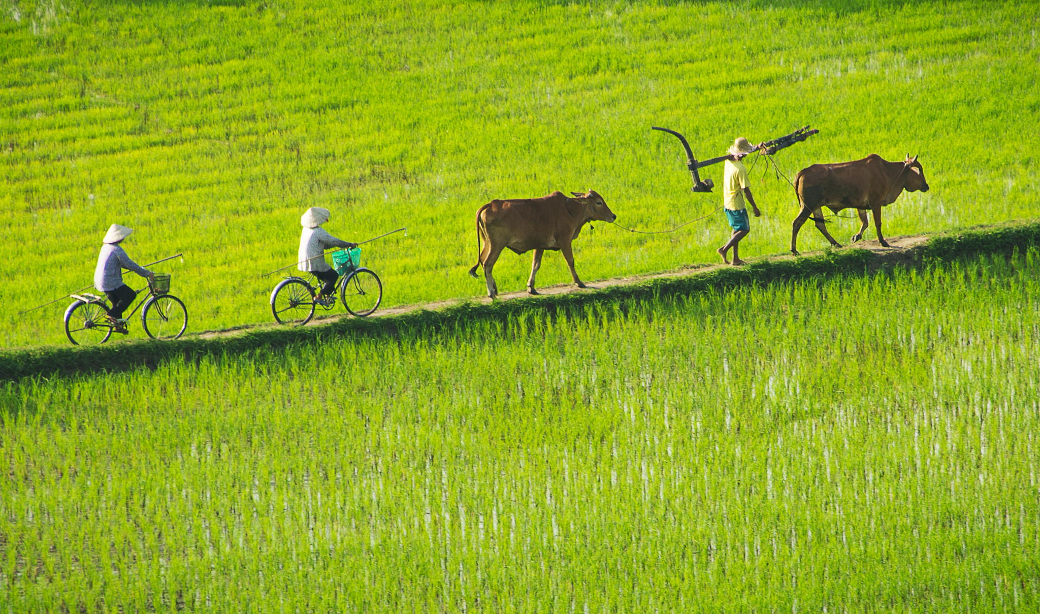 Mekong Delta is used to famous for its blending of peacefull rice field and healthy nature