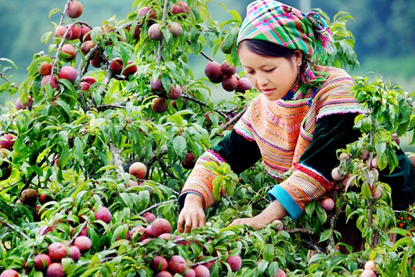 Plum- A Must-eat fruit in summer- authentic Viet Nam