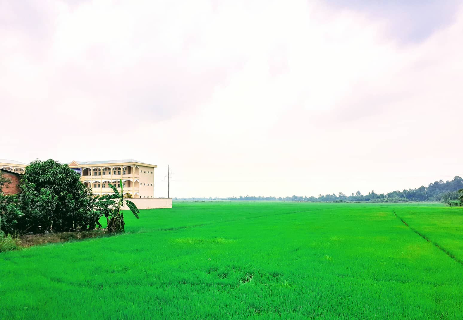 Peacefull Green of Mekong Delta