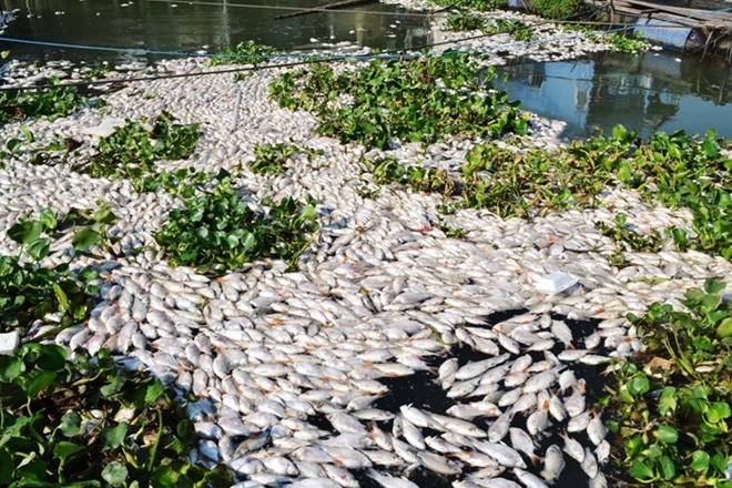 Fish in the contaminated water of Mekong Delta