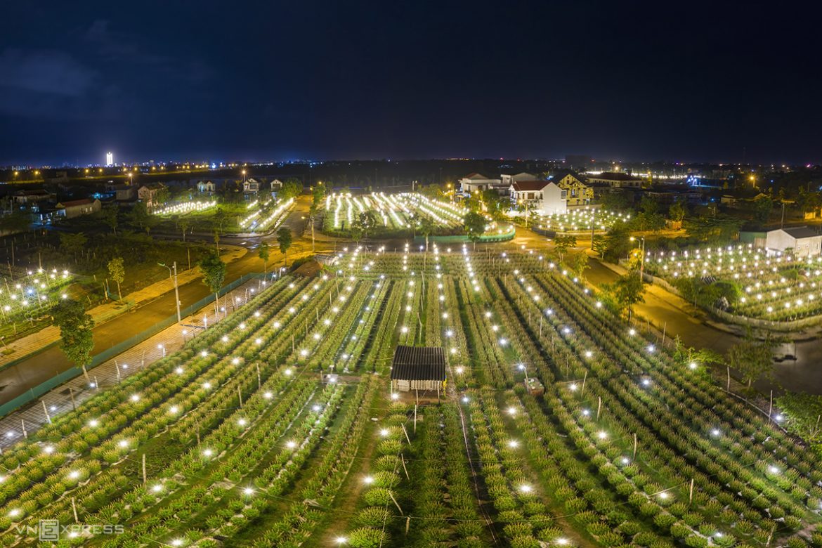 Don't miss the dragon fruit garden at night when travelling in Vietnam