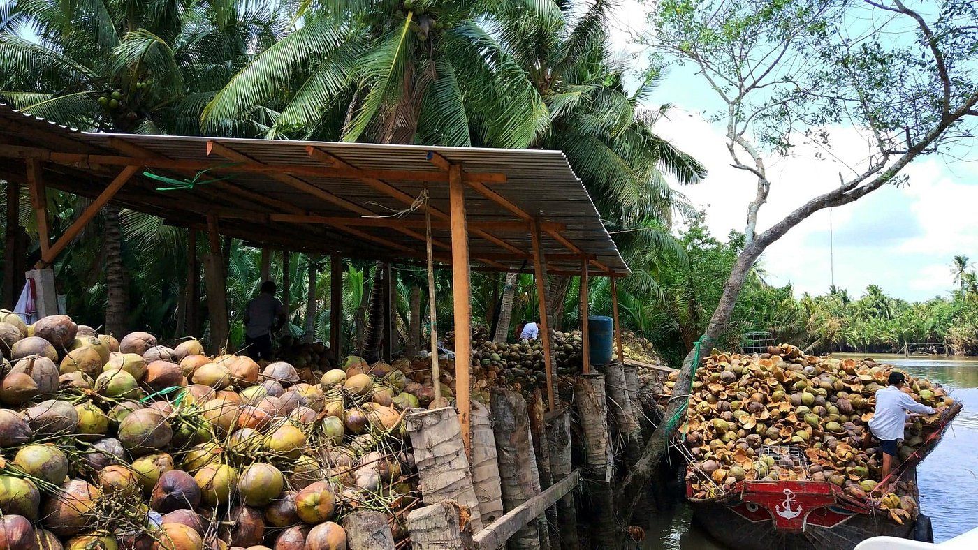 coconu-farm--bentre