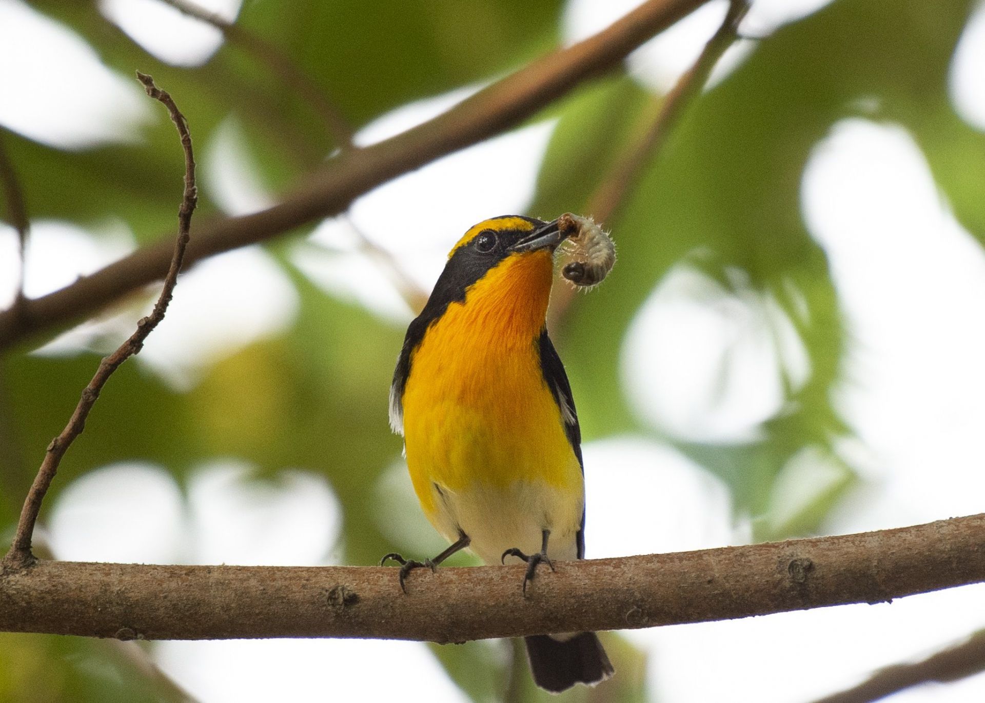 Rare Birds Flock To Green Spaces In Ho Chi Minh City