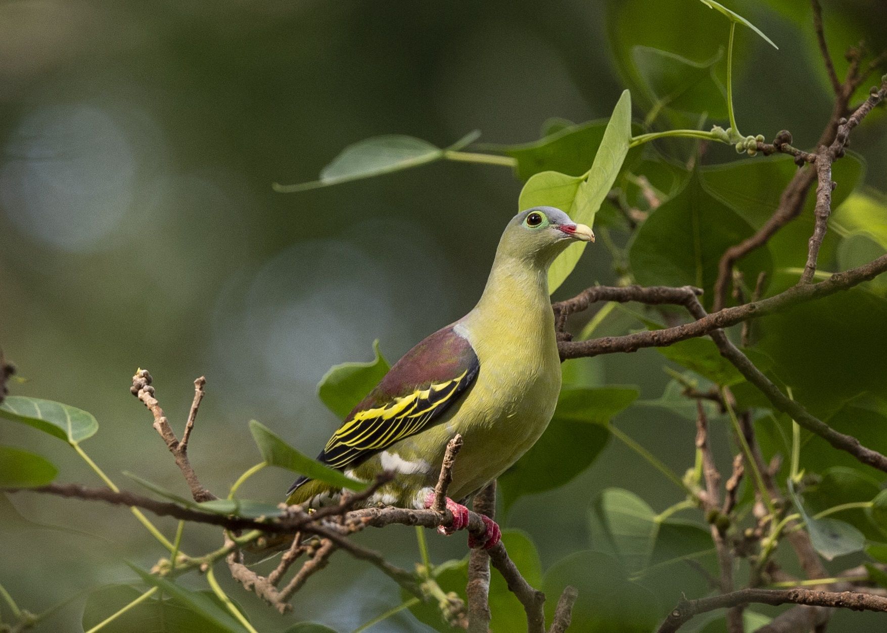 rare-bird-in-saigon-