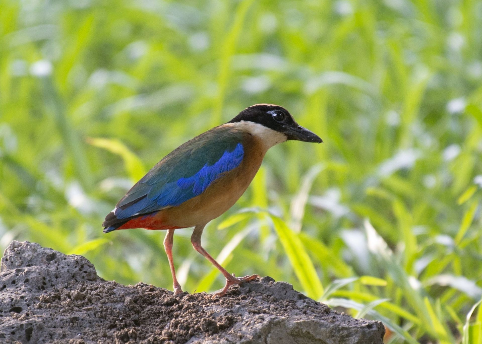 rare-birds-saigon-