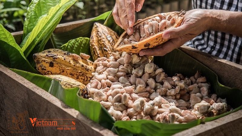 Mekong Delta Can Tho cacao farm