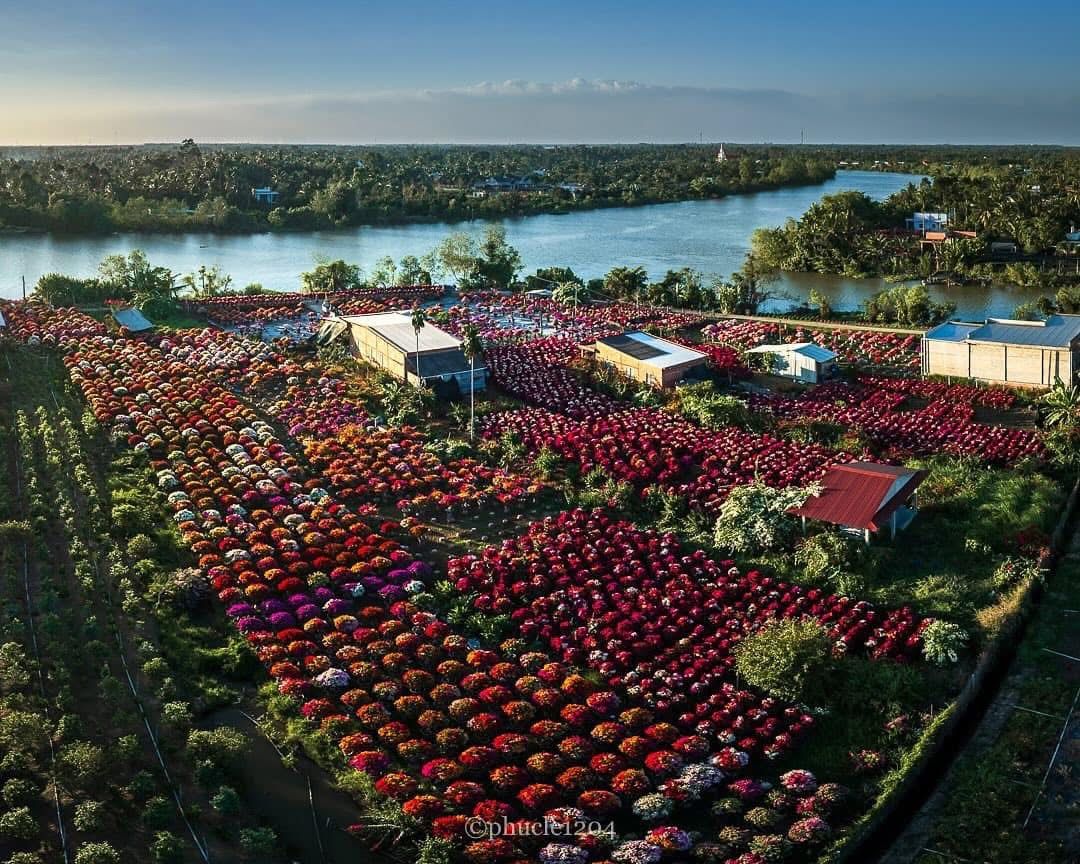 Discover the Stunning Phu Son Flower Village in Ben Tre this Tet 2025