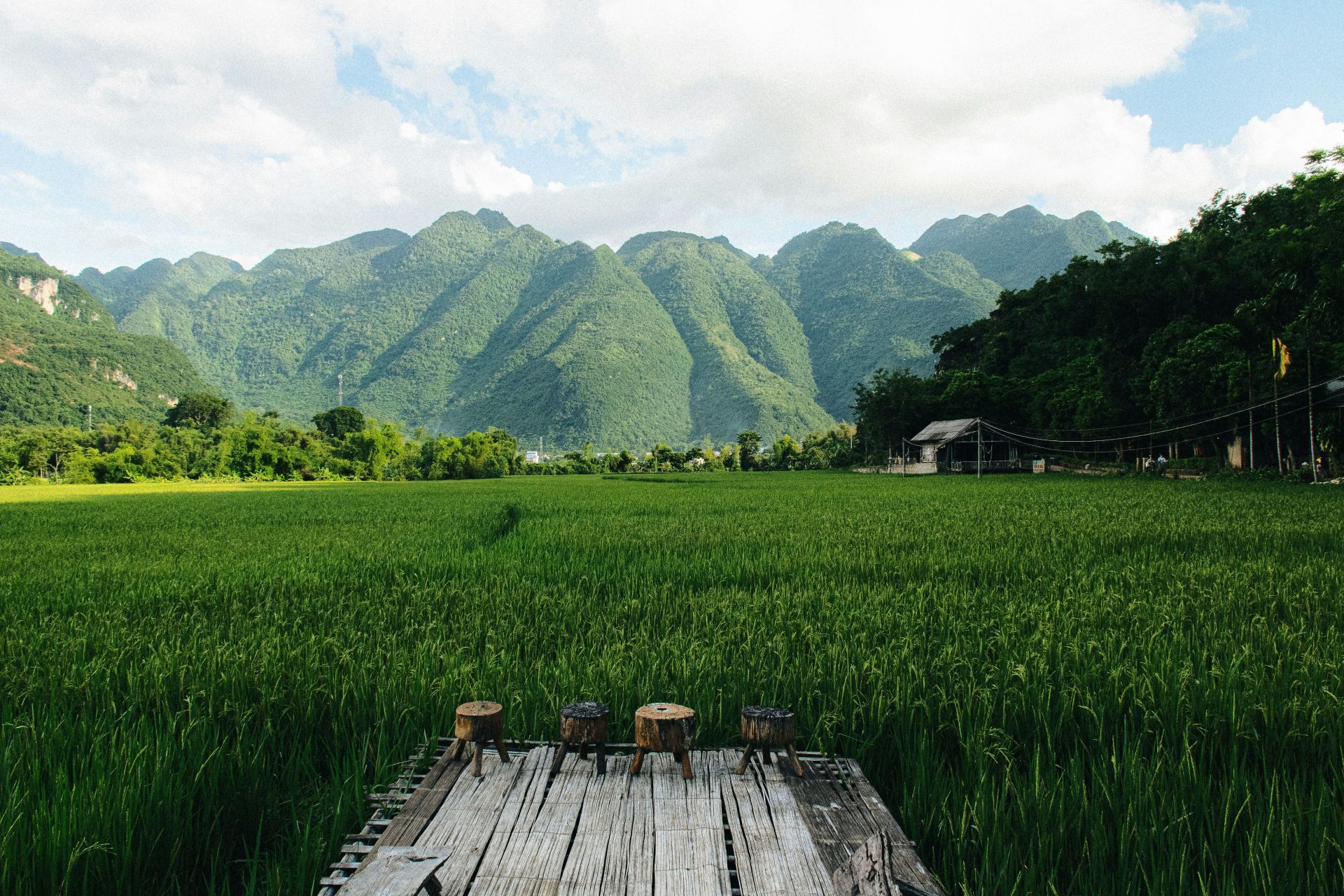 Unveiling Northern Vietnam's Spring Secret: The Floral Embrace of Mai Chau