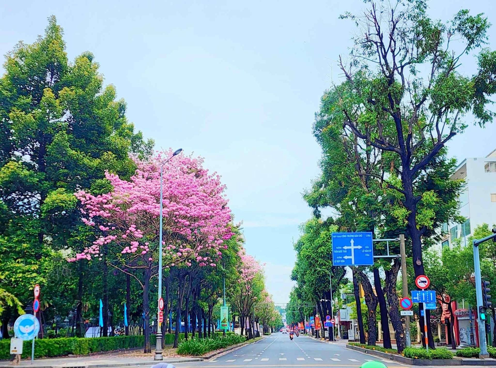Ho Chi Minh City Pink Trumpet Flower Season: Best Check-in Spots & Saigon Walking Tour