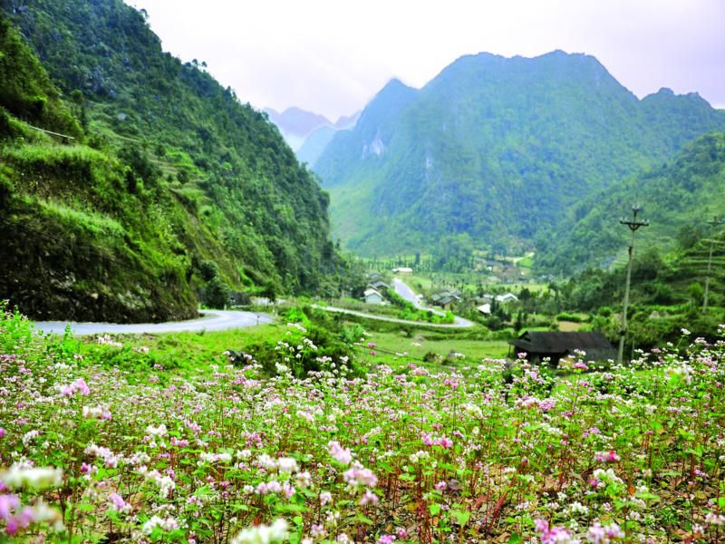 Discover the Spectacular Flower Season in Ha Giang, Northeast Vietnam Mountain Province