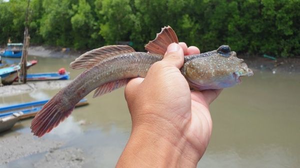 “Tree Climbing Fish” - Explore the Enigmatic Giant Mudskipper in Vietnam Mekong Delta