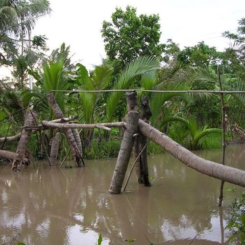 mekong---ben-tre-cau-dua-1---innoviet-travel