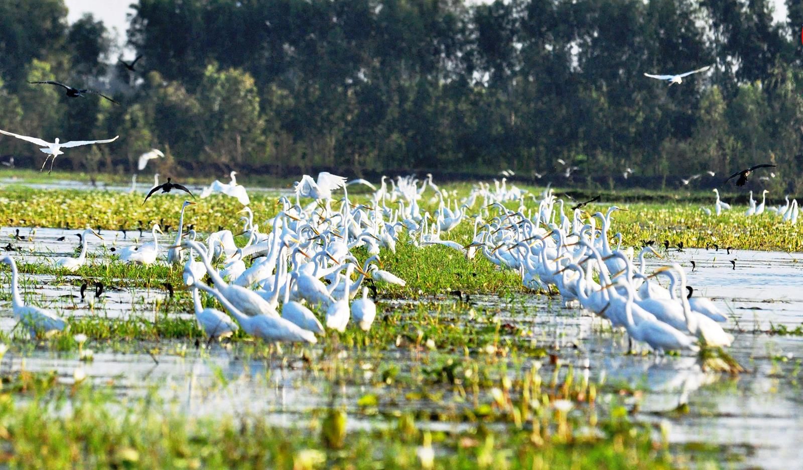 mekong---lang-sen-1---innoviet-travel