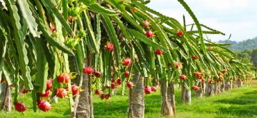 10 typical types of fruit at the Mekong Delta