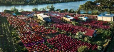 Discover the Stunning Phu Son Flower Village in Ben Tre this Tet 2025