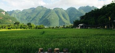 Unveiling Northern Vietnam's Spring Secret: The Floral Embrace of Mai Chau