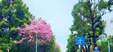 Ho Chi Minh City Pink Trumpet Flower Season: Best Check-in Spots
