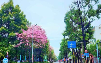 Ho Chi Minh City Pink Trumpet Flower Season: Best Check-in Spots & Saigon Walking Tour
